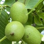 Groene walnoten voor nocino 1 (1)